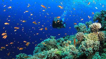 Discover Scuba Diving in El Nido, Palawan