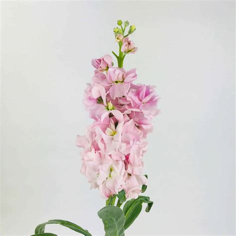 STOCK - PINK - Wholesale Bulk Flowers - Cascade Floral