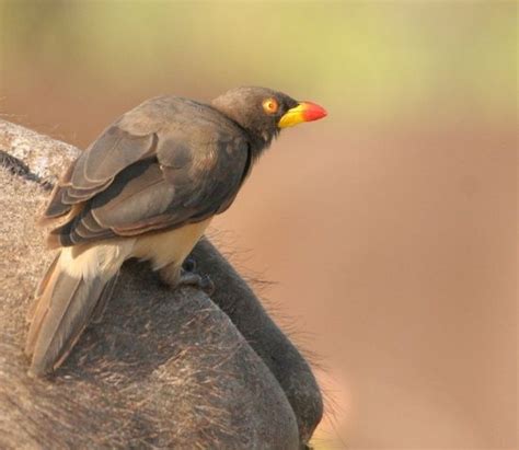 tickbird - Google Search Red Bill, Small Insects, African Wildlife, Peck, Starling, Savanna ...