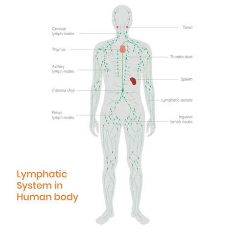 Swollen Lymph Nodes (Lymphadenopathy/Adenopathy): Symptoms, 58% OFF