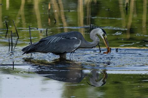 Grey Heron Fishing for Breakfast - Pentax User Photo Gallery