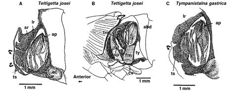 Sound-producing apparatus and tymbals of male Tettigetta josei (A,B)... | Download Scientific ...