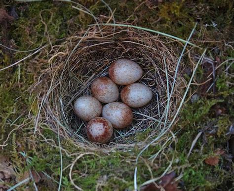 British Birds' Eggs | Identification Guides | Bird Spot