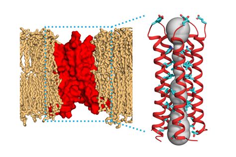 Chemists discover the structure of a key coronavirus protein | MIT News ...