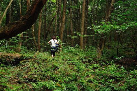 More than a "Suicide Forest": Logan Paul, Aokigahara, and the ...