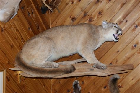 Mountain Lion – Weise Taxidermy