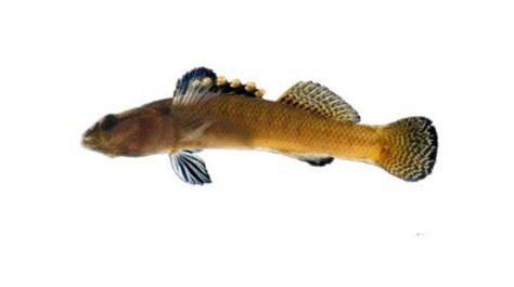 Fishing for Duskytail darter: Fish Species – FishAngler.com