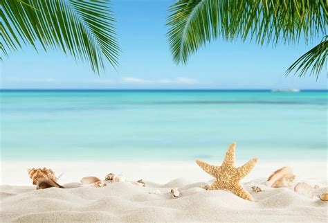 Laeacco Tropical Sea Beach Starfish Shell Sand Palm Tree Summer Scenic ...