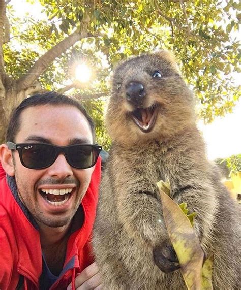 a man is taking a selfie with an animal in front of him and smiling at the camera