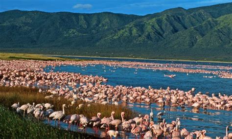 Lake Elementaita | Kenya Safari Destinations | Explore Lake Elementaita