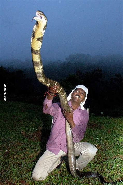 King Cobra from India. Human for scale. Your turn Australia. - 9GAG