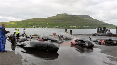 Whaling In The Faroe Islands: The 'Grind' Explained - Plant Based News