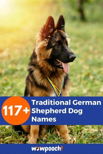 117+ Traditional German Shepherd Dog Names - WowPooch