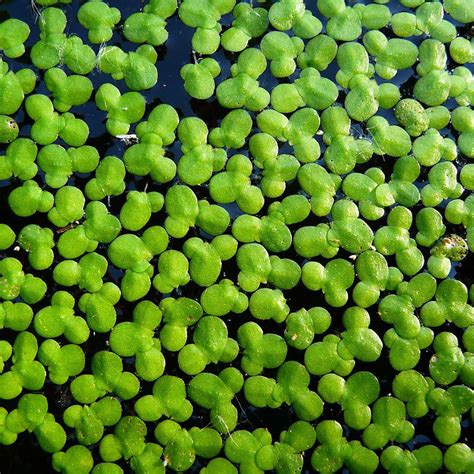 Duckweed (Lemna minor) | Tooth Mountain Nursery