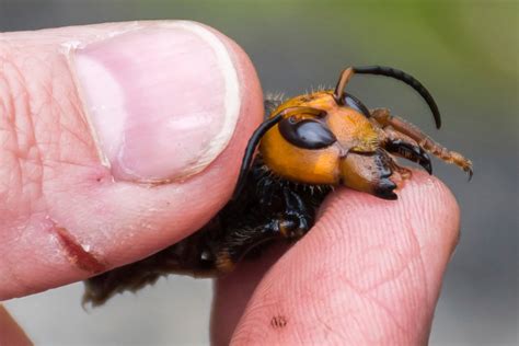 Mistaken identity? Some Texans think mostly-harmless cicada killer wasps are Asian giant hornets ...