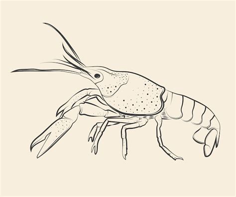 Premium Vector | Hand drawn crawfish drawing illustration