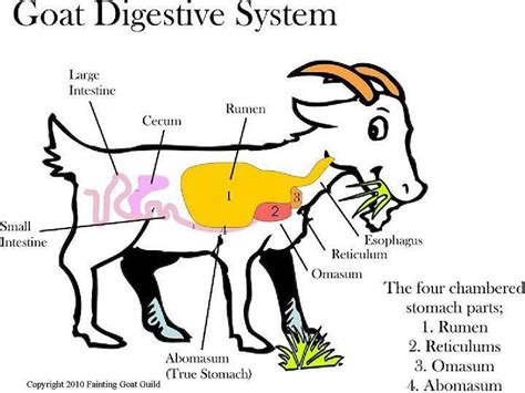 Goat digestive system 4h Goats, Raising Goats, Cute Goats, Boer Goats, Pigmy Goats, Goat Health ...