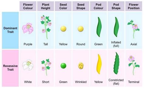 Gregor Mendel Experiments