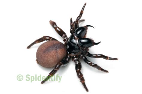 Mouse Spiders - Spidentify