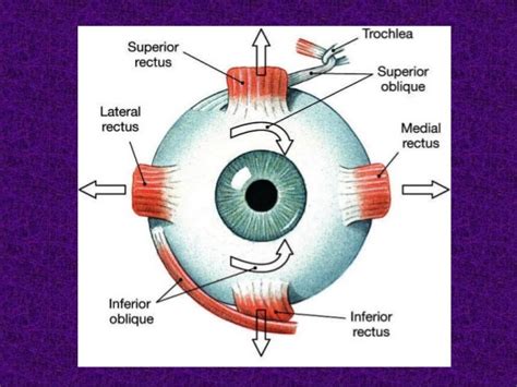 Diseases of ocular motility with an emphasis on squint