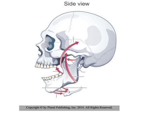 Mandible Muscles Quiz