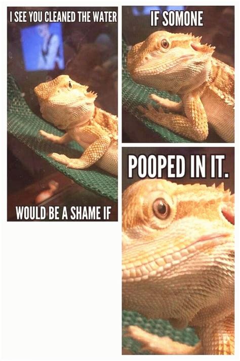 #Bearded #dragon #funny #terrarium Bearded dragon memes bärtige ...