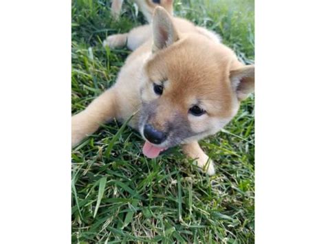 2 Shiba Inu Puppies Kansas City - Puppies for Sale Near Me