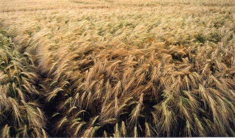 Barley field | Barley field View On Black | crabchick | Flickr