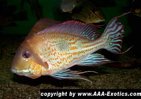 Geophagus megasema | Cichlids, South american cichlids, Aquarium fish