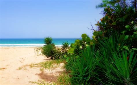 Exotic plant on a sandy beach wallpaper - Beach wallpapers - #41802