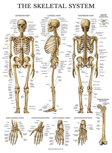 Buy Palace Learning Skeletal System Anatomical Chart - LAMINATED ...