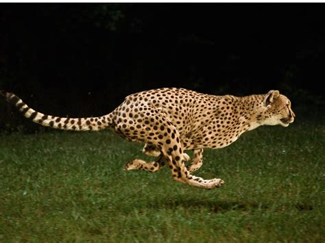 Running Cheetah