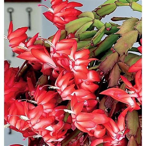 Mixed Christmas Cactus (L21216hp) at Lowes.com