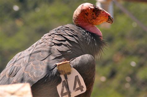 Oakland Zoo to treat endangered California condors for lead poisoning | Oakland North