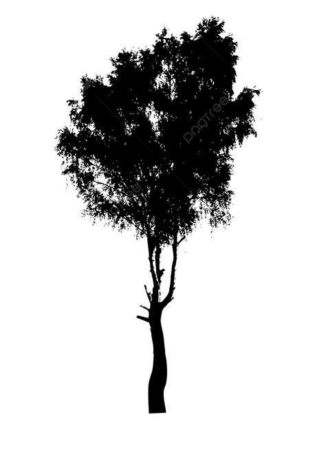 Birch Tree Silhouette In Vector Format On A White Background Photo And Picture For Free Download ...