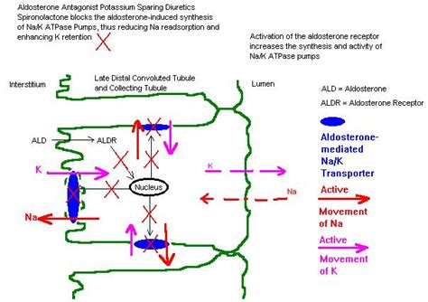 Phimaimedicine: 589. Spironolactone/ potassium sparing diuretic