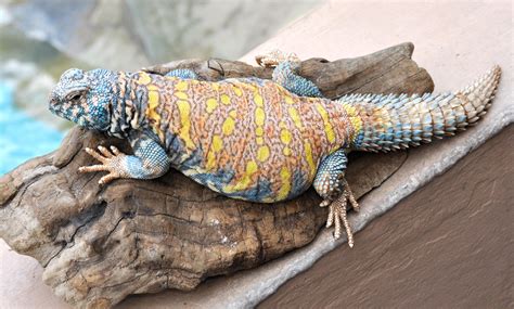 Uromastyx Care Sheet | ReptiFiles – Zen Habitats