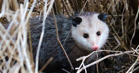 Opossum facts, marsupial animal habitat & diet of Didelphidae - Funny ...