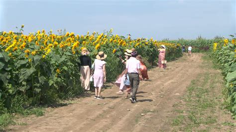 Wickham Farms ‘Sunflower Spectacular’ is in full bloom - Beat 105.5