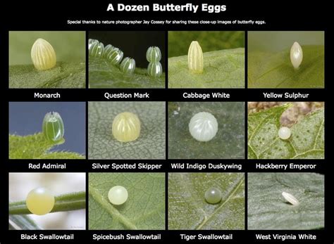 Butterfly eggs, identifying photos | Butterfly garden plants, Monarch ...