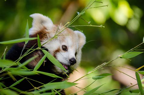 Red Panda Sleeping on Tree Branch · Free Stock Photo