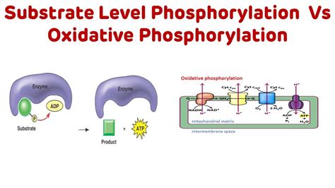 Resveratrol Oxidative Phosphorylation at Theresa Brown blog