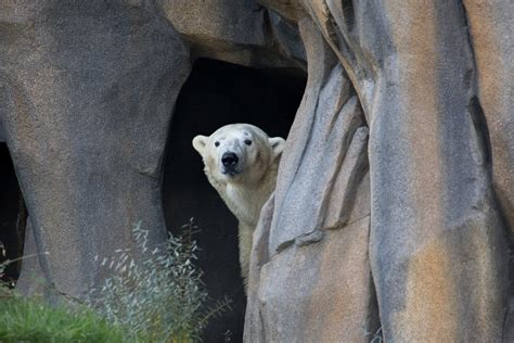 Lincoln Park Zoo (@lincolnparkzoo) / Twitter