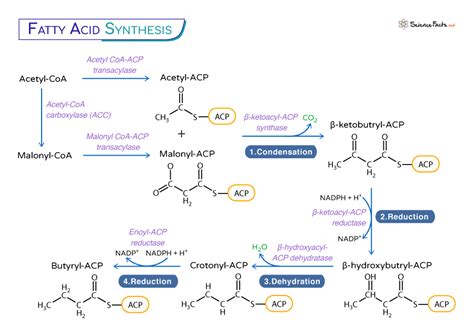 Fatty Acid Synthesis - Location, Pathway, Steps, & Diagram