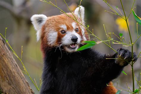 Definitive Guide To Himalayan Red Panda Facts, Habitat, Conservation ...