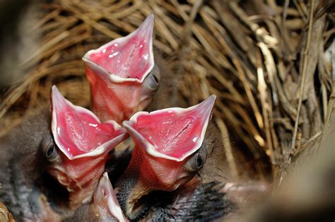 Common Grackle chicks in nest with open red mouths Photograph by Reimar Gaertner - Fine Art America