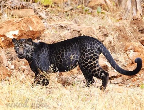 Black Leopards in India I Myths around Black Panther