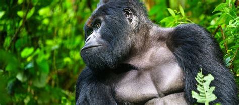 Virunga National Park | Congo Safari Tours | Gorilla Tours in Virunga