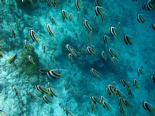 Diving Maldives, 2009 | Banner fish (false moorish idols) | Flickr