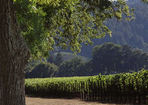 What Makes a 100-Point Wine? - Marin Living Magazine